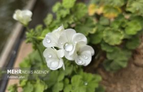 هشدار هواشناسی کشاورزی نسبت به رگبار باران و خطر شیوع بیماری‌های قارچی