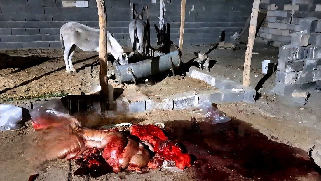 کشف ۱۰۰ کیلوگرم گوشت الاغ بسته‌بندی شده در یک واحد دامداری در ساوه