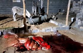 کشف ۱۰۰ کیلوگرم گوشت الاغ بسته‌بندی شده در یک واحد دامداری در ساوه