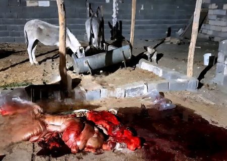 کشف ۱۰۰ کیلوگرم گوشت الاغ بسته‌بندی شده در یک واحد دامداری در ساوه
